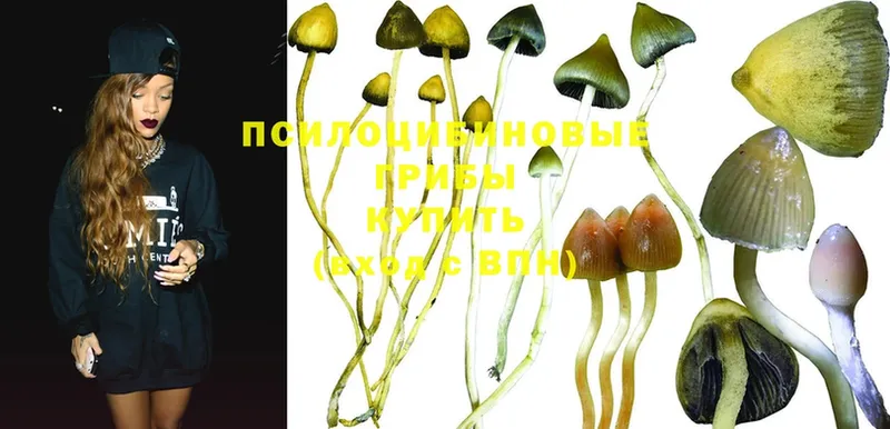 darknet состав  как найти закладки  Анива  Псилоцибиновые грибы Psilocybe 